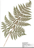 Fern Species Image