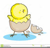 Chick Hatching Clipart Image