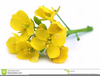 Mustard Flowers Edible Image