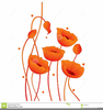 Poppy Vector Clipart Image