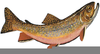 Clipart Freshwater Fish Image