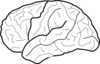 White Brain Clip Art