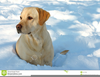 Dog In Snow Clipart Image