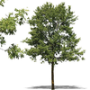 Psd Clipart Plants Trees Bushes Image