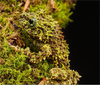 Vietnamese Mossy Frog Image