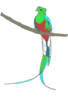 Quetzal Image