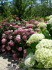 Incrediball Hydrangea Shade Image