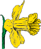 Daffodil Clip Art