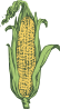 Corn Clip Art