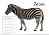 Free Clipart Zebra Stripes Image