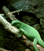 Lizard Image