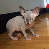 Gray Sphynx Cat Image