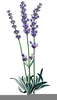 Lavender Herb Clipart Plant Image