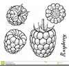 Black Raspberry Clipart Image