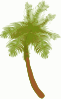 Coconut Tree Clip Art