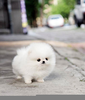 Fluffy Baby Animals Image