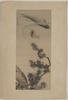 Koi Under A Pine Branch. Image