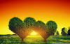 Heart Tree Sunset Image