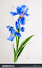 Free Iris Flower Clipart Image