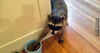 Raccoons Stealing Things Image
