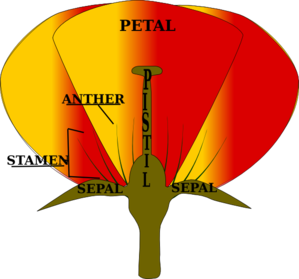 Parts Of A Flower Clip Art
