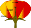 Parts Of A Flower Clip Art