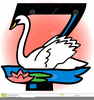 Swans A Swimming Clipart Image