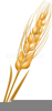 Free Whole Grain Clipart Image