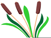 Cattails Clipart Image