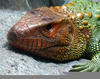 Colorful Lizards Image