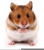 Hamster Ball Clipart Image