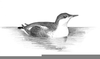 Marbled Murrelet Drawing Image