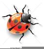 Ladybird Clipart Free Image