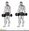 Hammer Curl Barbell Image