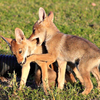 Desert Coyote Pups Image