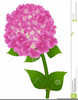 Pink Hydrangea Clipart Image