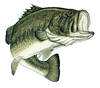 Bass Pro Clipart Image