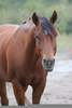 Brown Quarter Horse Image