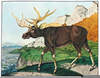 Elk Clipart Images Image