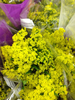 Solidago Wedding Image