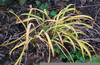 Daylily Yellow Leaves Image