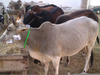 Qurbani Cow Image