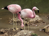 James Flamingo Habitat Image