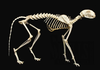 Koala Skeleton Labeled Image