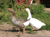 Farm Goose Image