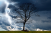 Tree And Storm Image