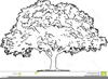 Clipart Free Oak Tree Image