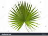 Anahaw Leaf Clipart Image