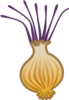 Onion Image