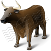 Bull 12 Image